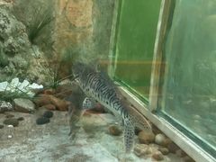 -东方巨龟苑景区