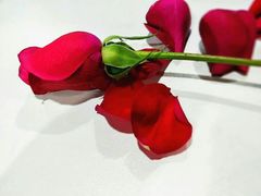 -维尔纳斯意大利手工艺生日蛋糕(滨江店)