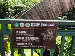 -西双版纳原始森林公园