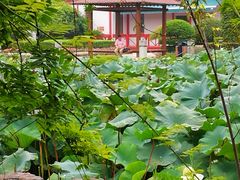 -嘉定紫藤园