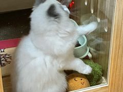 -欣宠猫屋·矮脚拿破仑·蓝金金渐层