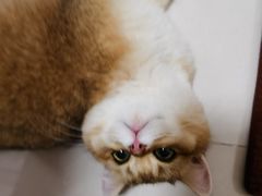 -猫大福·Fortune Cat猫舍(百子湾店)