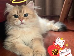 -猫大福·Fortune Cat猫舍(百子湾店)