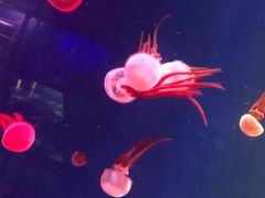 -成都浩海立方海洋公园