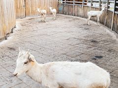 -北京鹿世界主题园