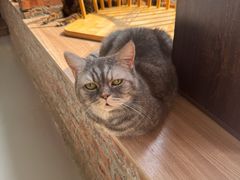 -豆逗聊愈猫阁Easy Life