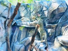 -青藏高原野生动物园