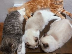 -猫友咖啡店(玉林西路店)