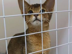 -猫十亿·布偶金渐层·曼基康矮脚猫舍(青年路店)