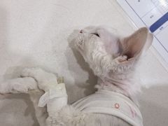 -芭比堂动物医院·犬猫全科·异宠专科(雁塔分院)