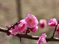 -花开海上生态园