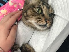 -纳吉亚猫专科动物诊疗中心(蒋宅口分院)