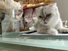 -飞行喵MR PILOT|猫舍·猫咖(静安大融城店)