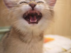 -屋虎猫馆(宝安大仟里店)