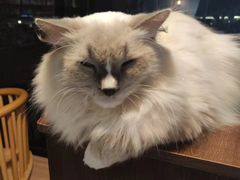 -豆逗聊愈猫阁Easy Life