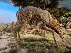 -国家自然博物馆