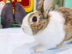 -雨林宠物医院 非犬猫异宠专科