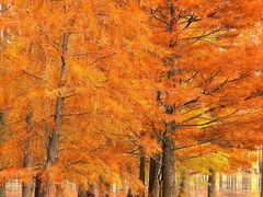 -白鹭湾湿地公园