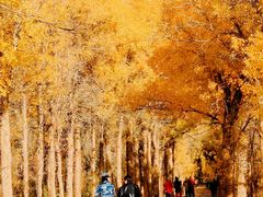 -金塔沙漠胡杨林景区