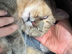 -瑞派·关忠动物医院·猫专科·犬专科(三环新城店)