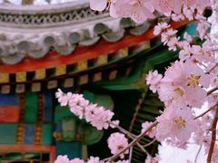 -颐和园