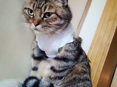 -伟伟宠物医院·CT影像中心·瑞派犬猫综合性门诊(汉口总院)