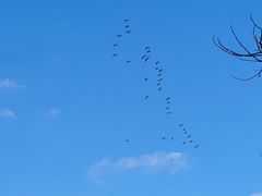 -盐城丹顶鹤湿地生态旅游区