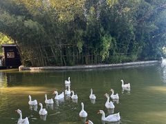 -洛阳市隋唐城遗址植物园