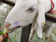 -前小桔亲子创意农场·草莓采摘·露营烧烤