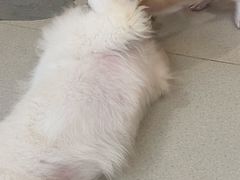 -共舞时光猫咖·狗咖(新街口店)