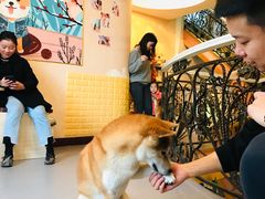 -喜柴咖啡·柴犬狗咖