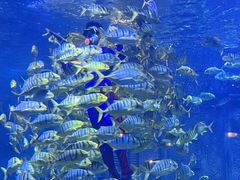 -北海海底世界