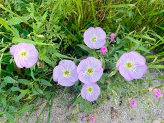 -洋湖国家湿地公园