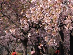 -顾村公园