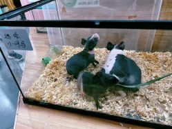 -Moni星球萌宠·小马宝莉·灵蛇·高端高阶全萌宠互动体验俱乐部(红豆国际广场店)
