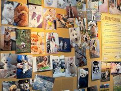 -翊宠yipet猫狗购宠庄园犬舍•猫舍