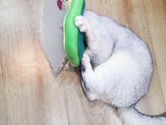 -达爱动物医院·犬猫分区·CT·复杂眼科(远洋山水分院)