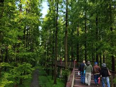 -黄海国家森林公园