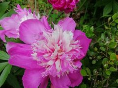 -南通博物苑-崇川人民公园