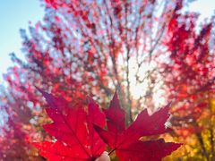 -辽宁大学(崇山校区)