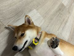 -柴迷FANS CLUB·柴犬狗咖·猫咖