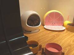 -啵啵喵·猫咖(攀华国际店)