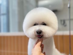 -爱宠屋pet shop·宠物洗澡·宠物美容