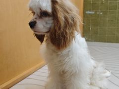 -帕帕拉兹宠物(亚洲旗舰店)