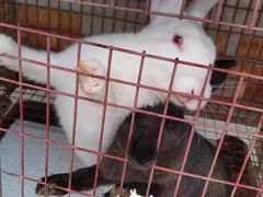 -大连铭湖国际观光牧场