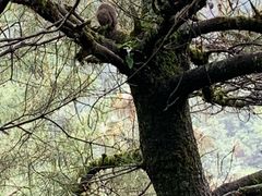-苍山感通索道