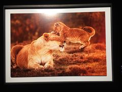 -罗红摄影艺术馆