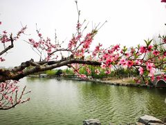 -大兴滨河森林公园