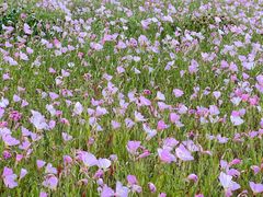 -汉长安城未央宫国家考古遗址公园