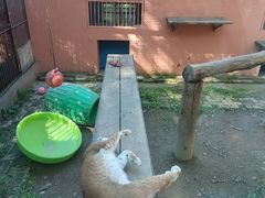 -青藏高原野生动物园
